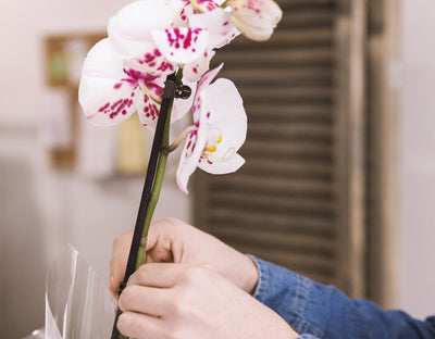 Consejos para cuidar tus orquídeas.